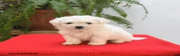 Bichon Frise dogs for sale: Fern - Ad 4