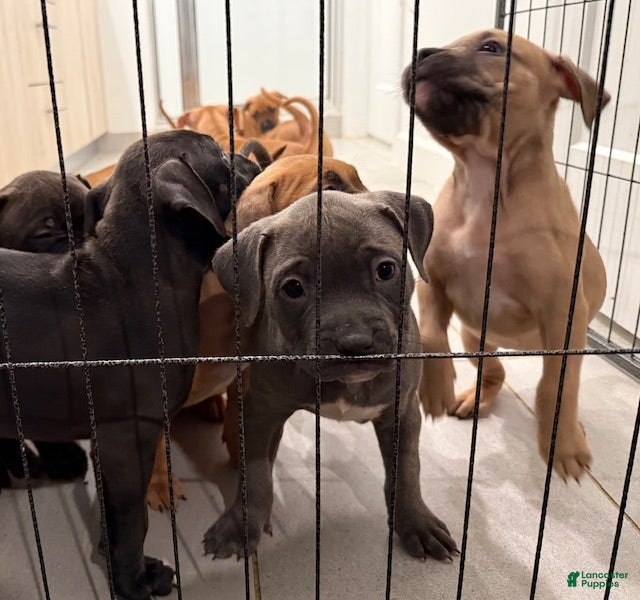 American Bully dogs American Bully Puppy 1 - Ad 2