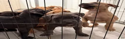 American Bully dogs for sale: American Bully Puppy 1 - Ad 2