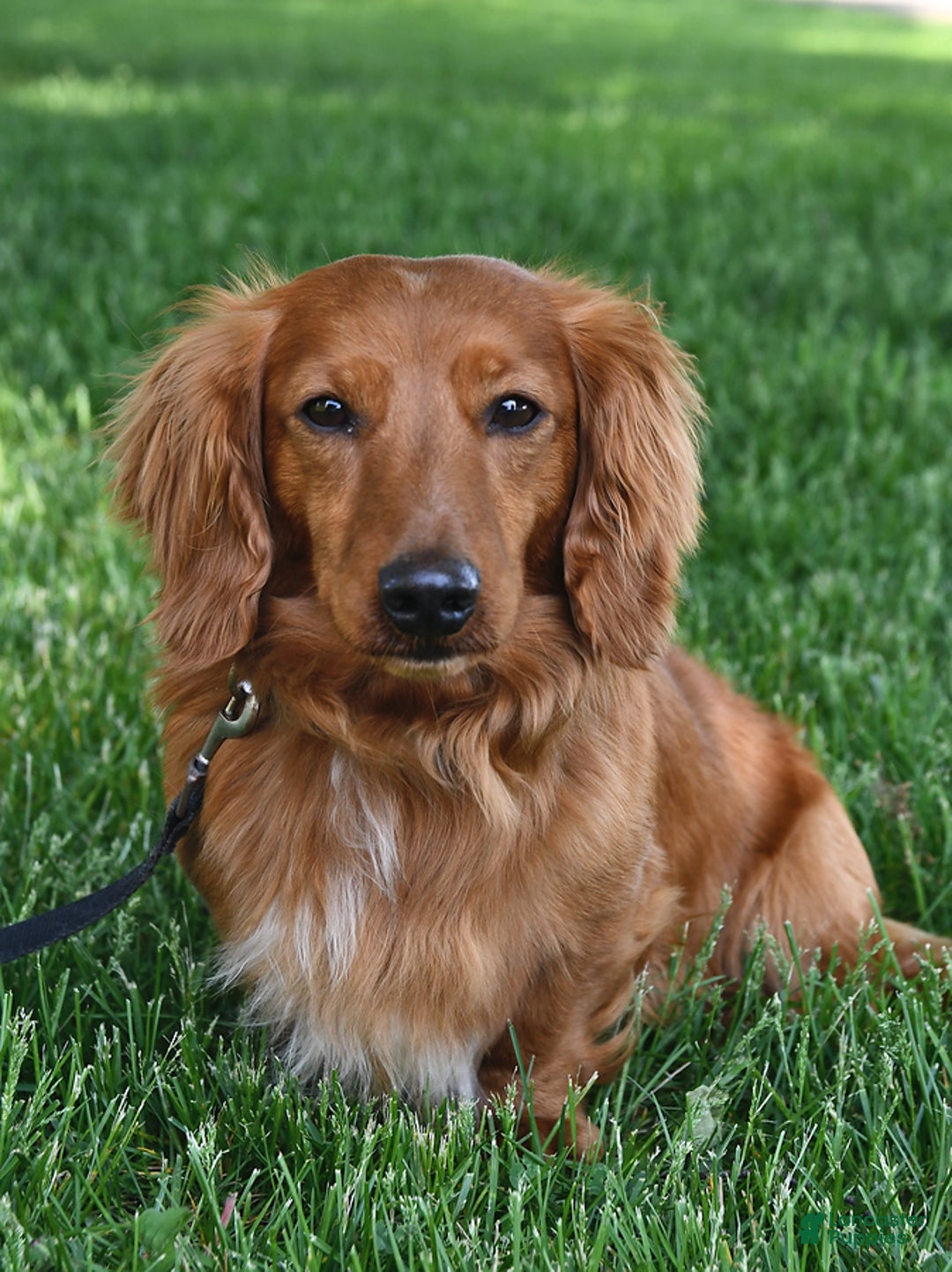 Miniature Dachshund dogs for sale: Asher - Ad 22