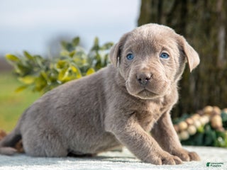 Labrador Retriever dogs - Ad 34