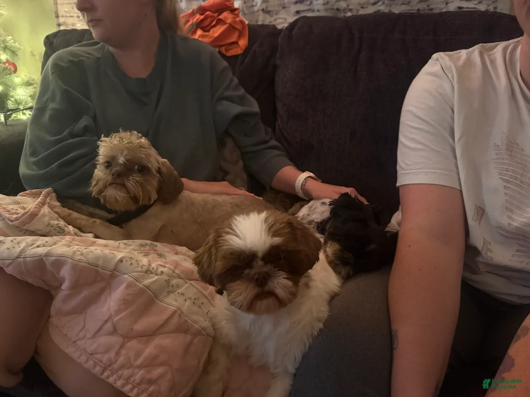 Shihpoo dogs for sale: Oliver  - Ad 39
