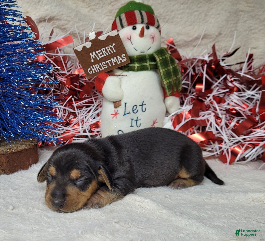 Miniature Dachshund dogs for sale: AKC Zeus - Ad 2