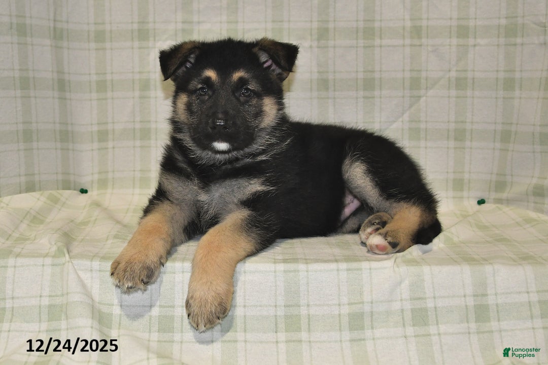 German Shepherd dogs for sale: Marshall - Ad 2
