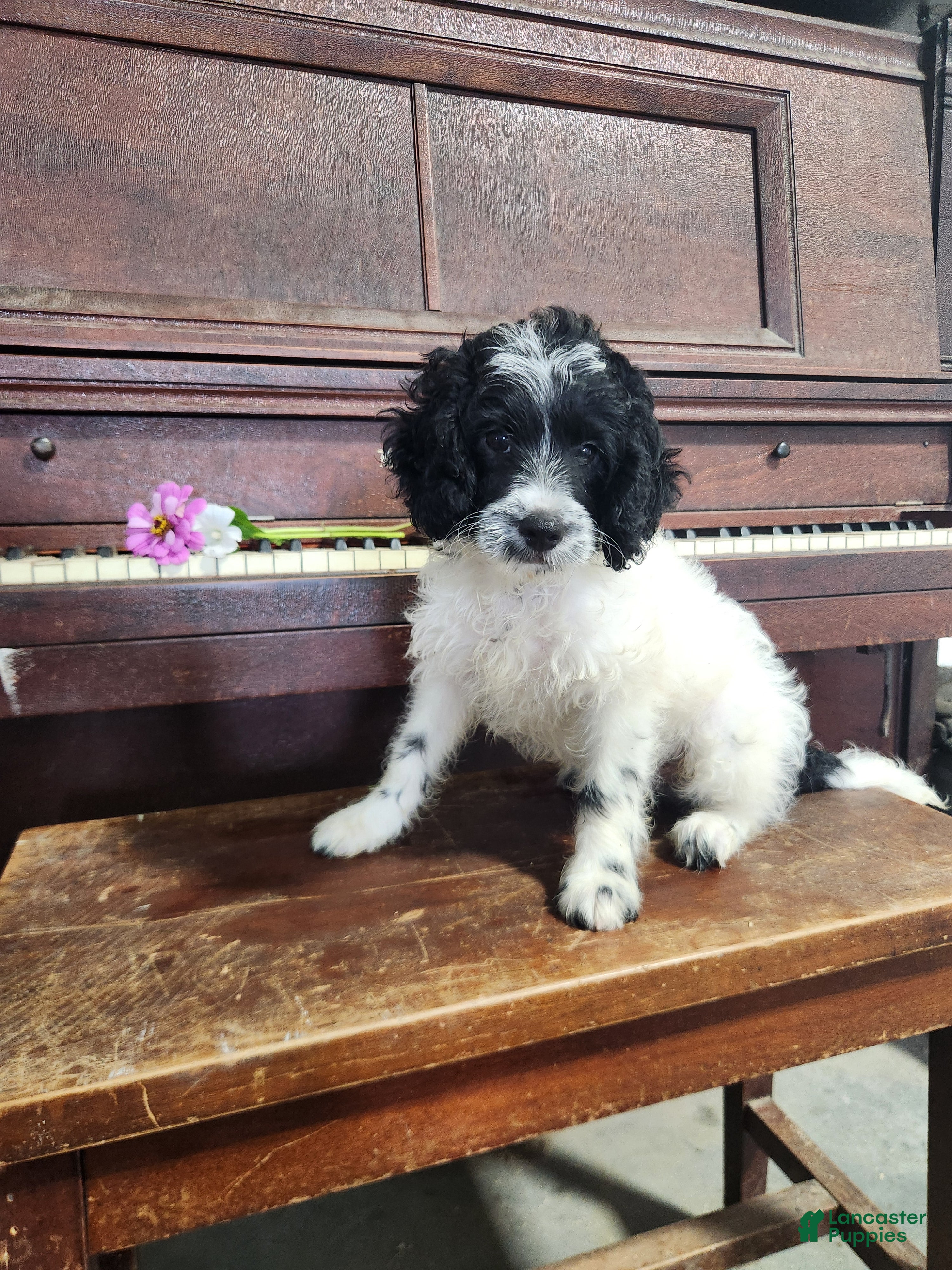 Cockapoo dogs Oreo - Ad 1