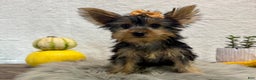 Yorkshire Terrier dogs for sale: Shania - Ad 1