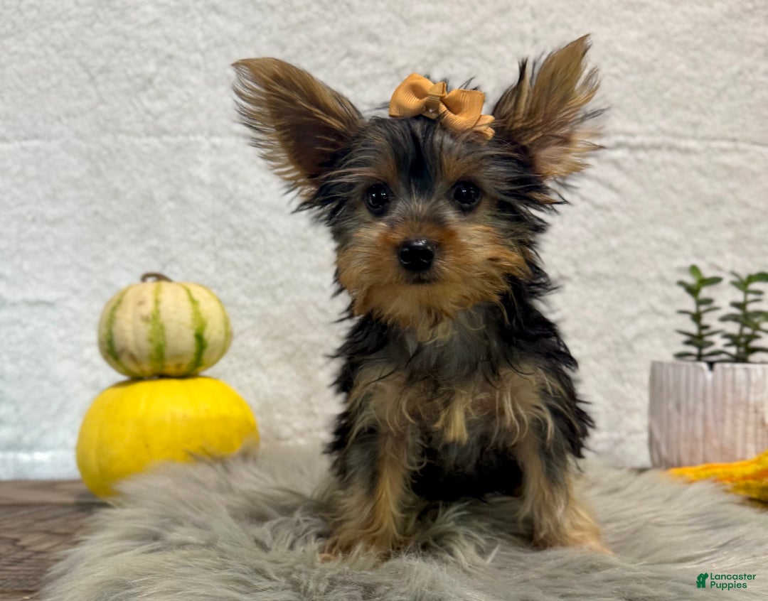 Yorkshire Terrier dogs for sale: Shania - Ad 1