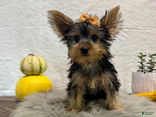 Yorkshire Terrier dogs Shania - Ad 4