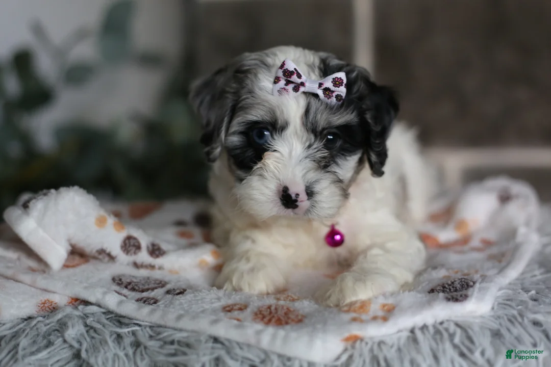 Cavapoo dogs for sale: Winnie - Ad 2