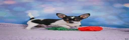 Chihuahua dogs for sale: OSA - Ad 14
