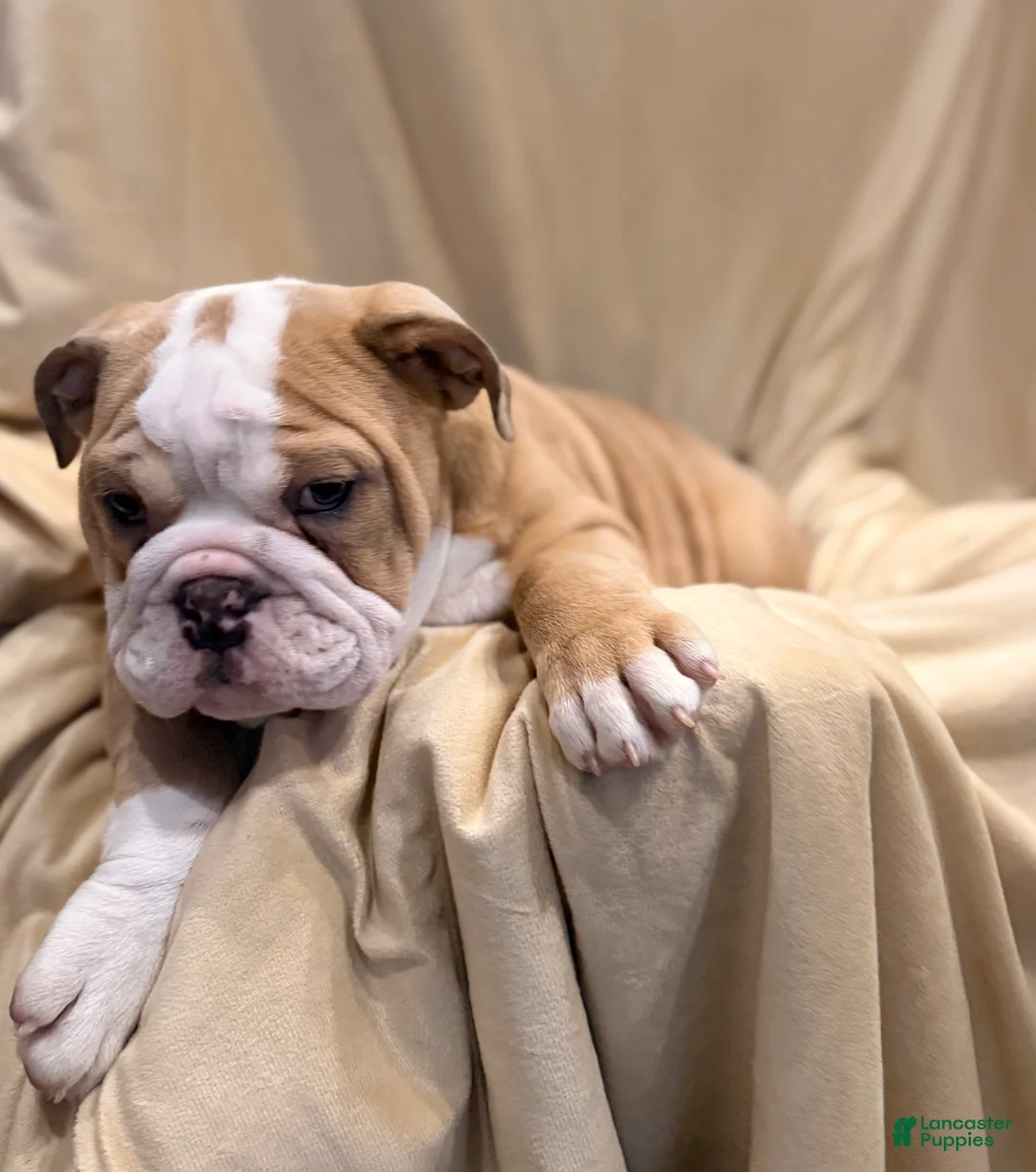 English Bulldog dogs for sale: Faith - Ad 10