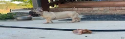 French Bulldog dogs for sale: Pete - Ad 9