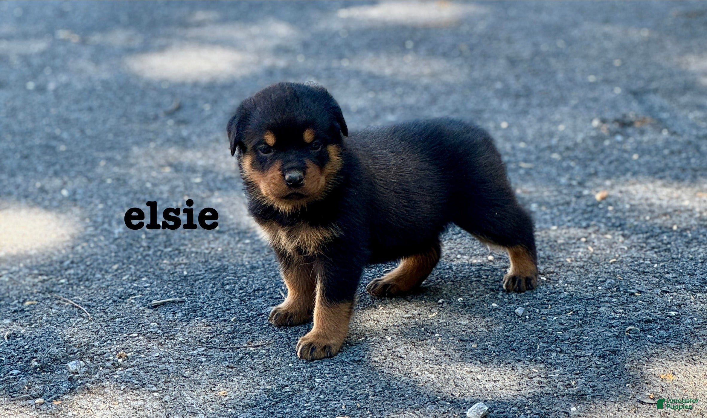 Rottweiler dogs Elsie - Ad 1