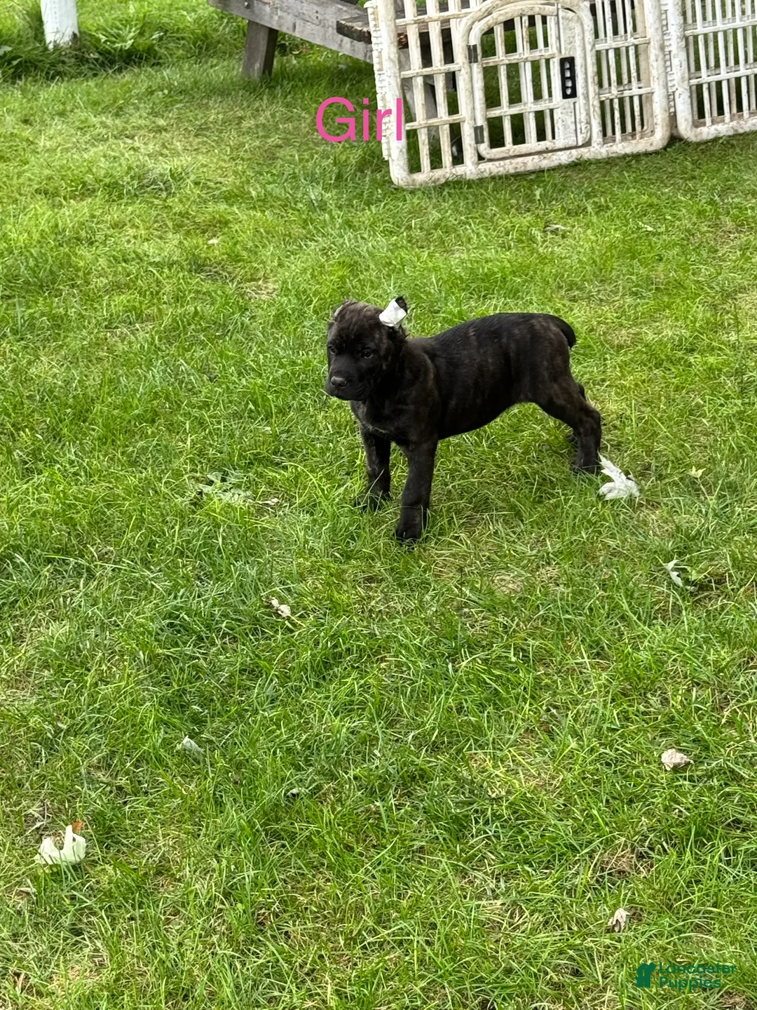 Cane Corso dogs for sale: Cane Corso 6 - Ad 2