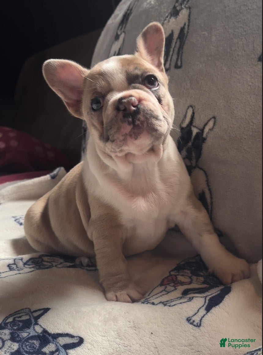 French Bulldog dogs French Bulldog 2 - Ad 28