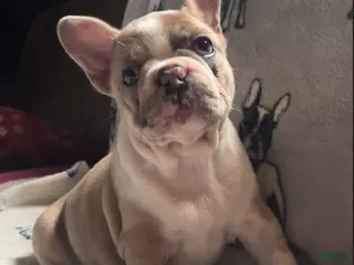 French Bulldog dogs French Bulldog 2 - Ad 28
