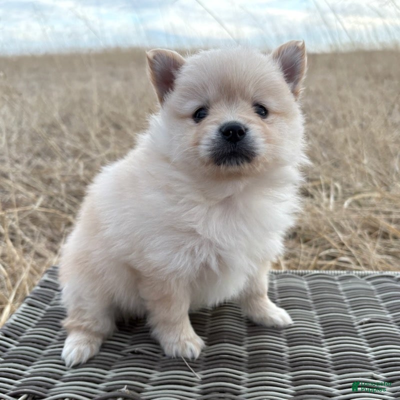 Pomeranian dogs Rollie - Ad 1