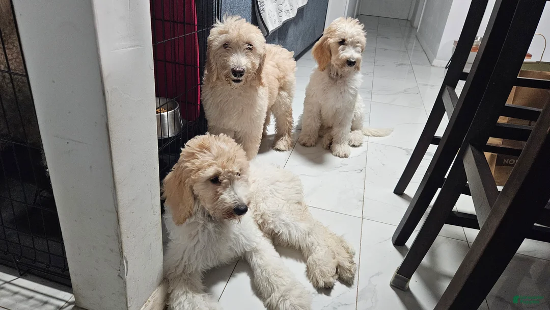 Goldendoodle dogs for sale: Flaca - Ad 2