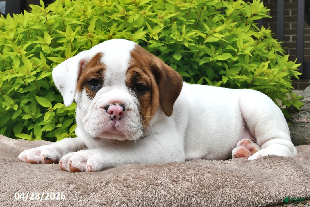 Beabull dogs for sale: Molly - Ad 2