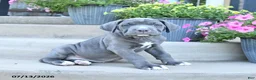 Cane Corso dogs for sale: Rain - Ad 2