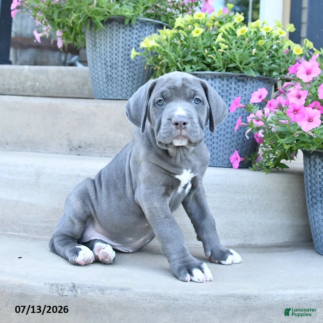 Cane Corso dogs for sale: Rain - Ad 2