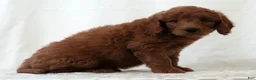 Mini Goldendoodle dogs for sale: Riley - Ad 5