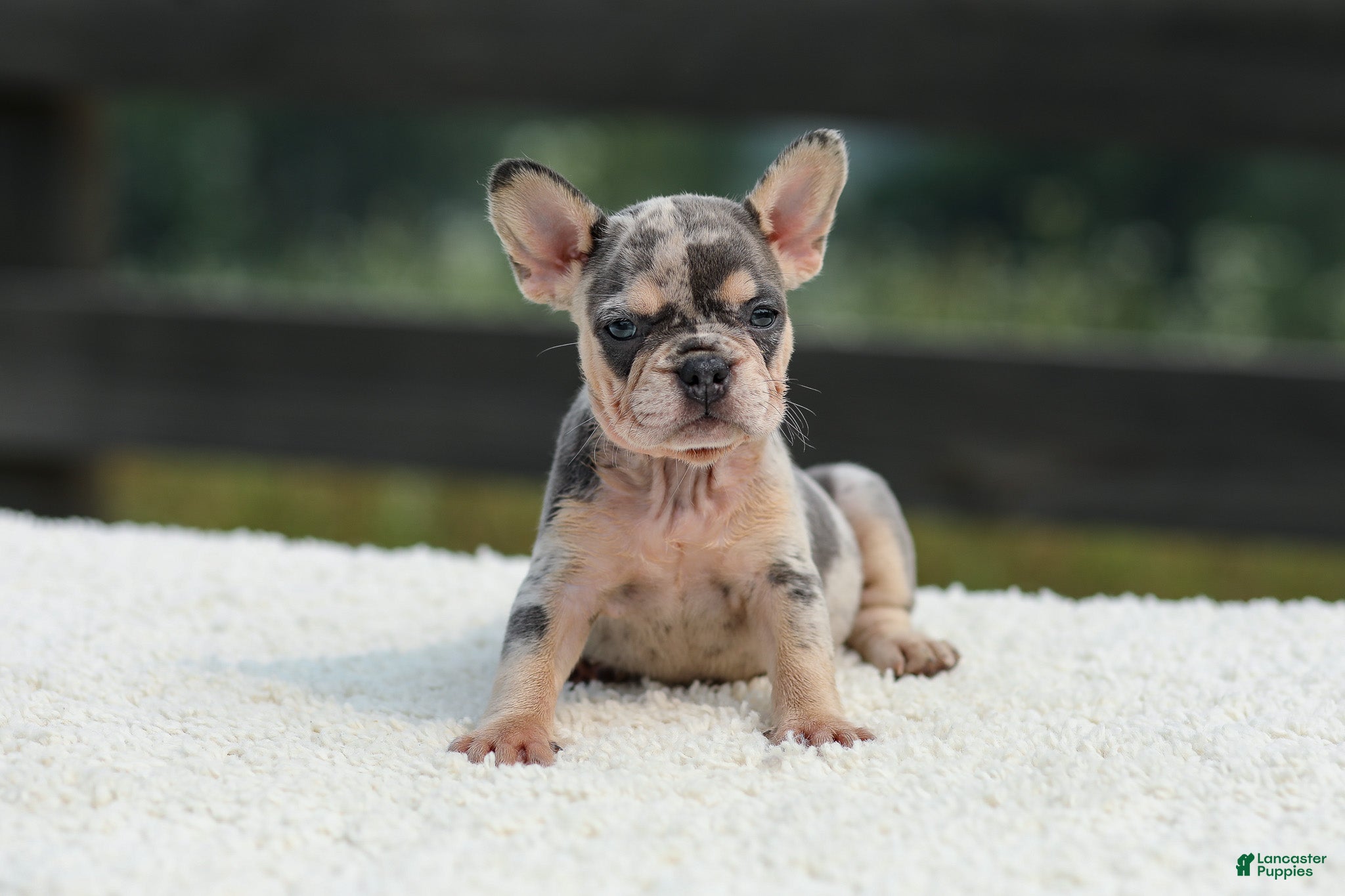 French Bulldog dogs Issy - Ad 2