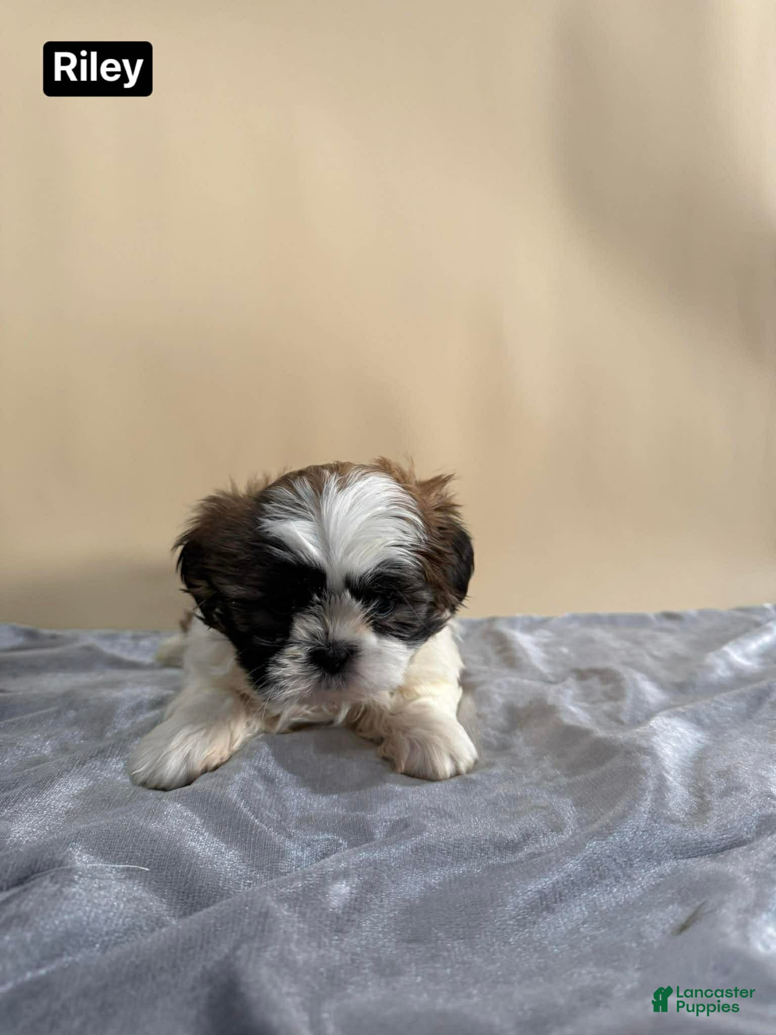 Shih Tzu dogs Shih Tzu Puppy 2 - Ad 23