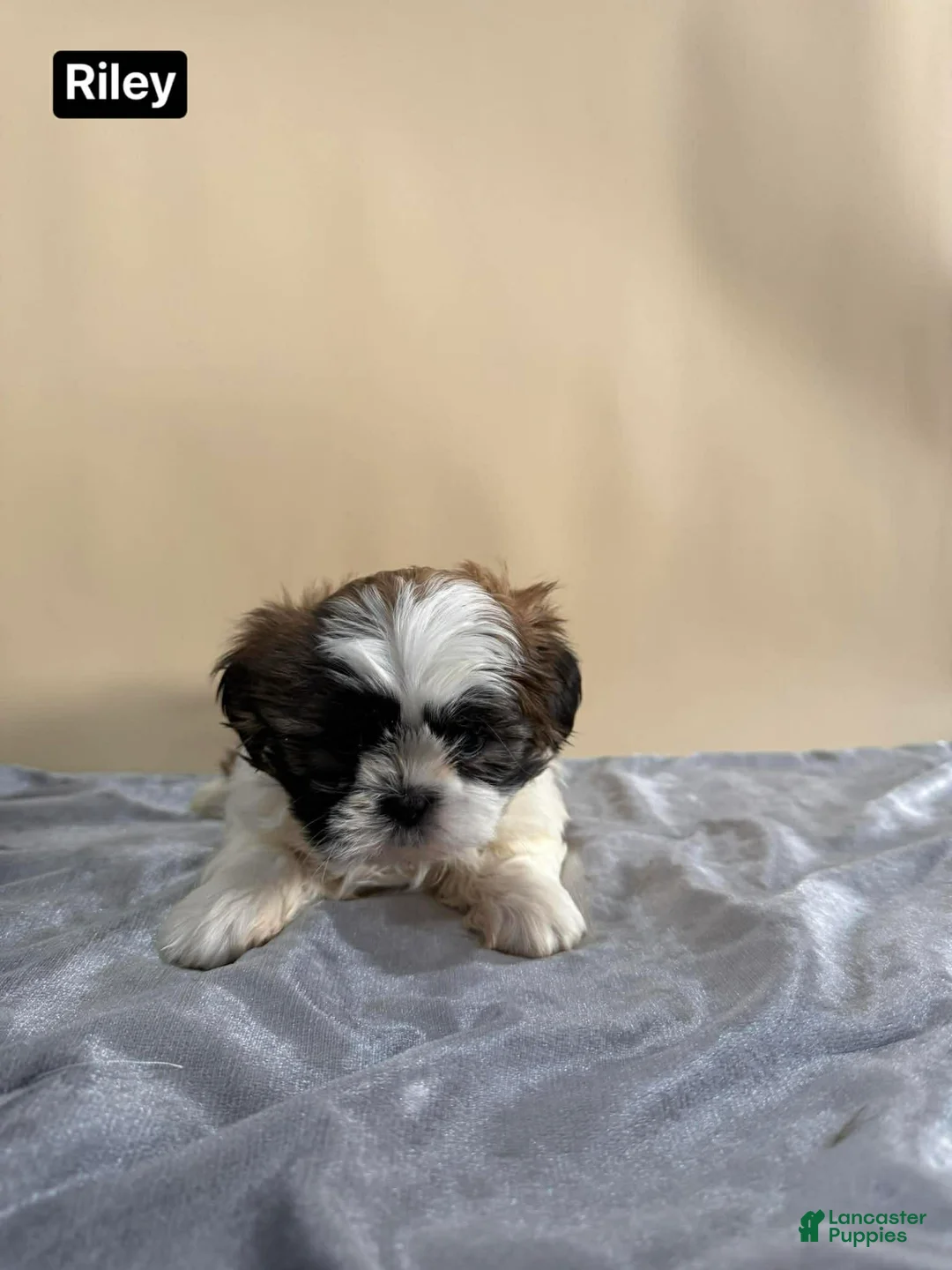 Shih Tzu dogs for sale: Shih Tzu Puppy 2 - Ad 1