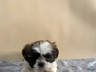 Shih Tzu dogs Shih Tzu Puppy 2 - Ad 23