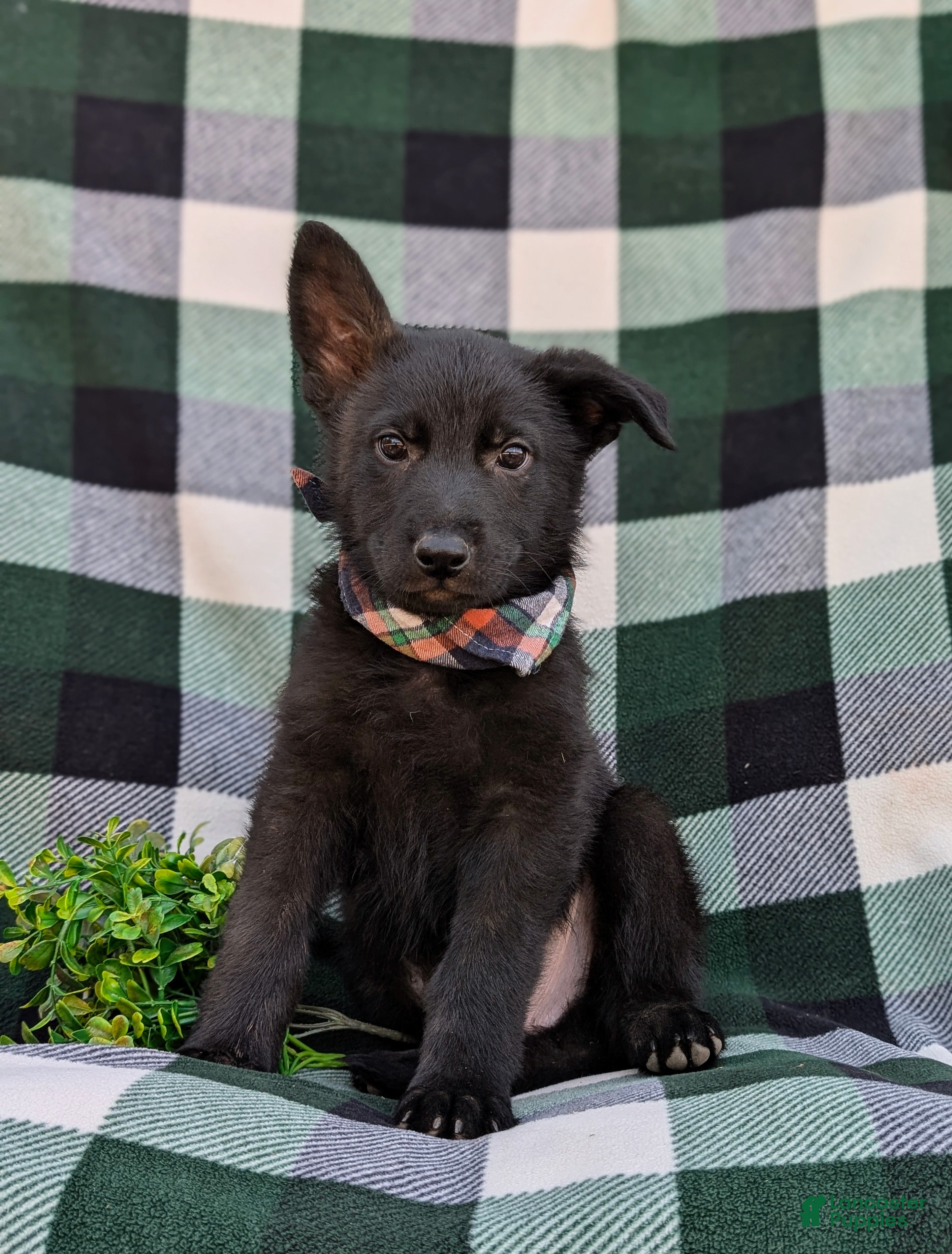 German Shepherd dogs Maxwell - Ad 1