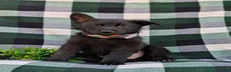 German Shepherd dogs for sale: Maxwell - Ad 1