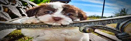 Havapoo dogs for sale: Noella - Ad 4