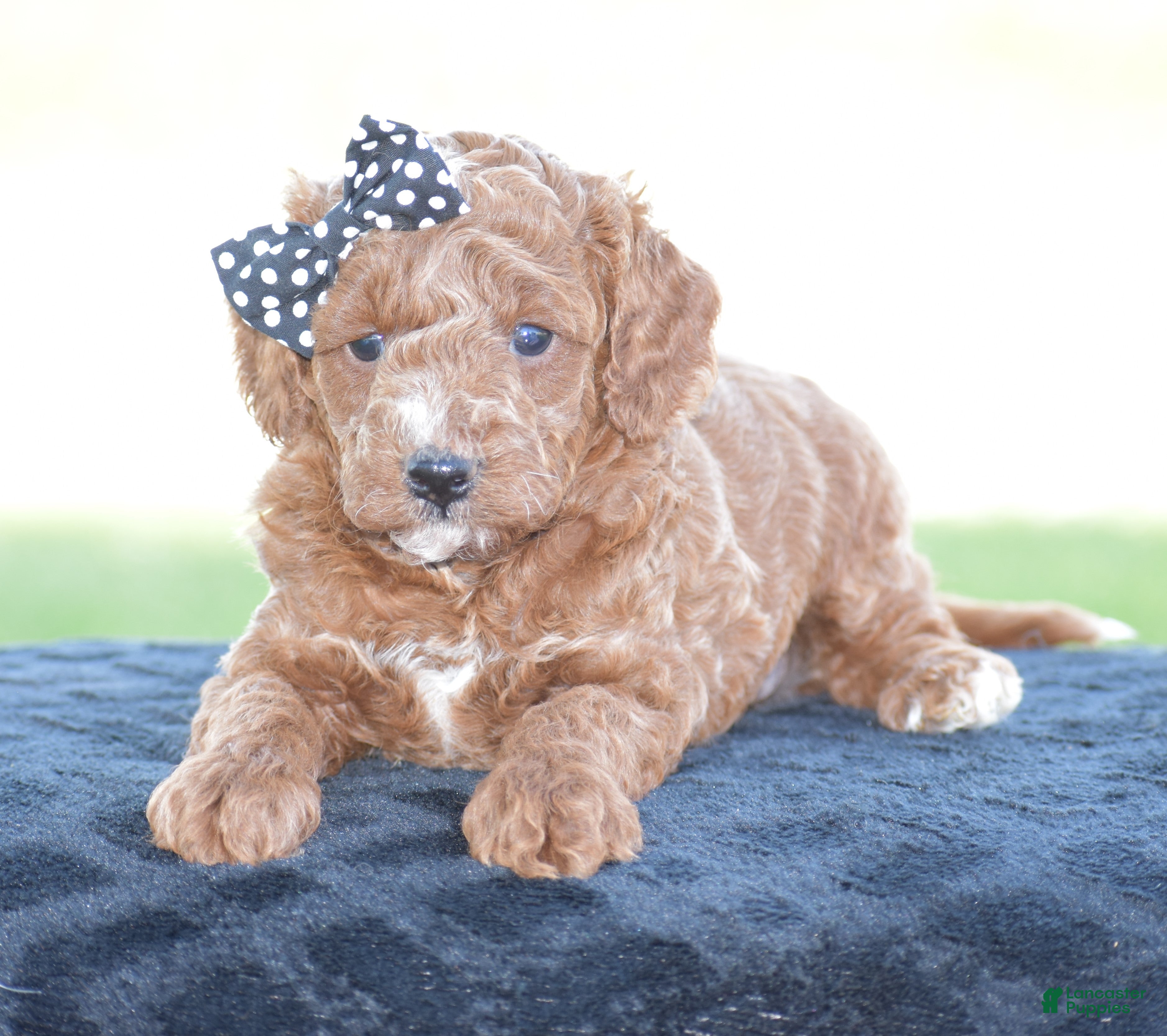Miniature Poodle dogs Linnie - Ad 2