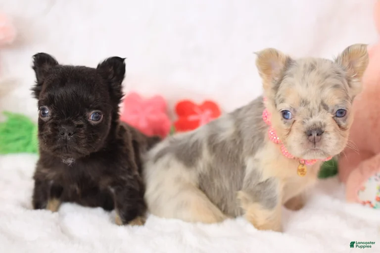 Gallery Image {{count}}