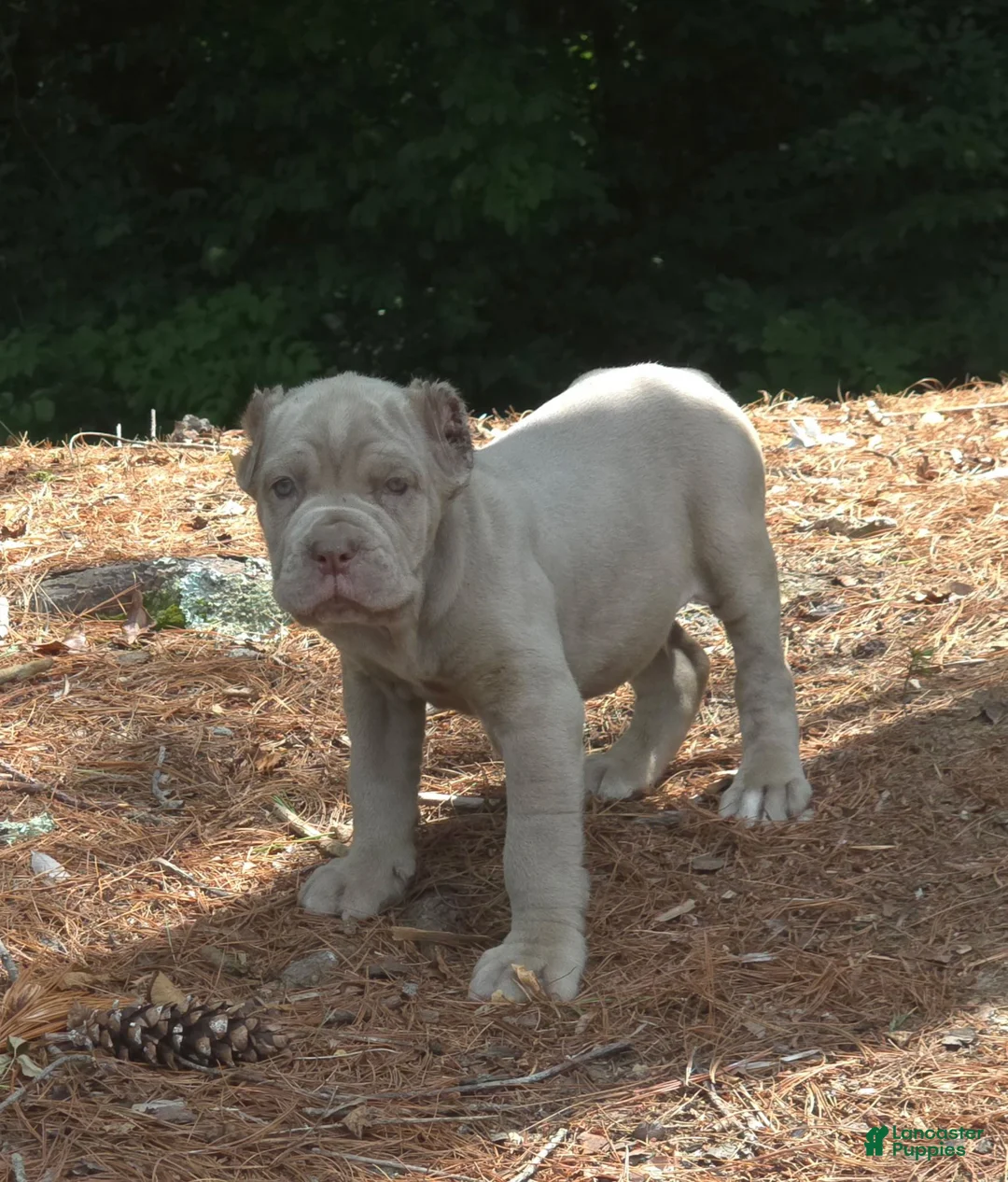 Cane Corso dogs for sale: SMURFET - Ad 6