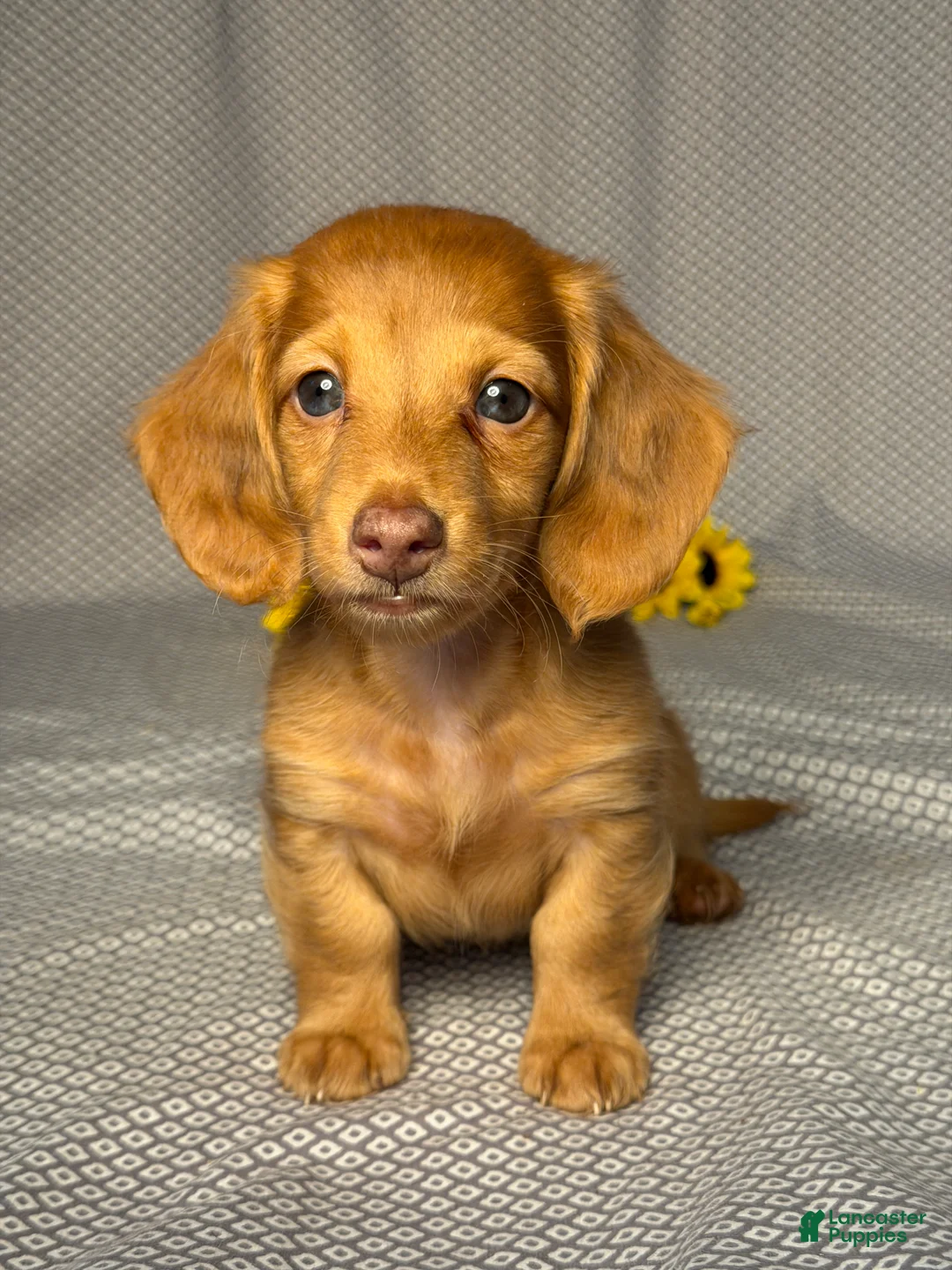 Miniature Dachshund dogs for sale: Tommy - Ad 1
