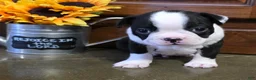 Boston Terrier dogs for sale: Jamie Boston Terrier  - Ad 4