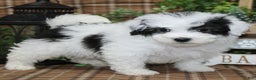 Sheepadoodle dogs for sale: Cashew - Ad 1
