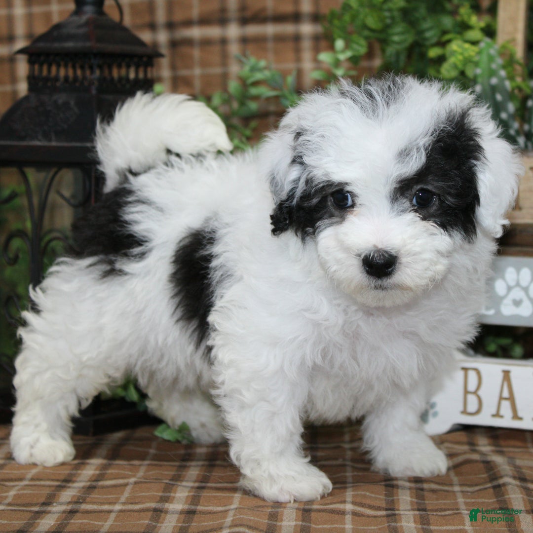 Sheepadoodle dogs for sale: Cashew - Ad 1