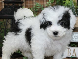 Sheepadoodle dogs Cashew - Ad 1
