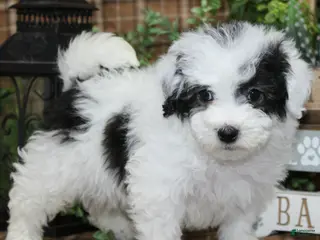 Sheepadoodle dogs Cashew - Ad 8