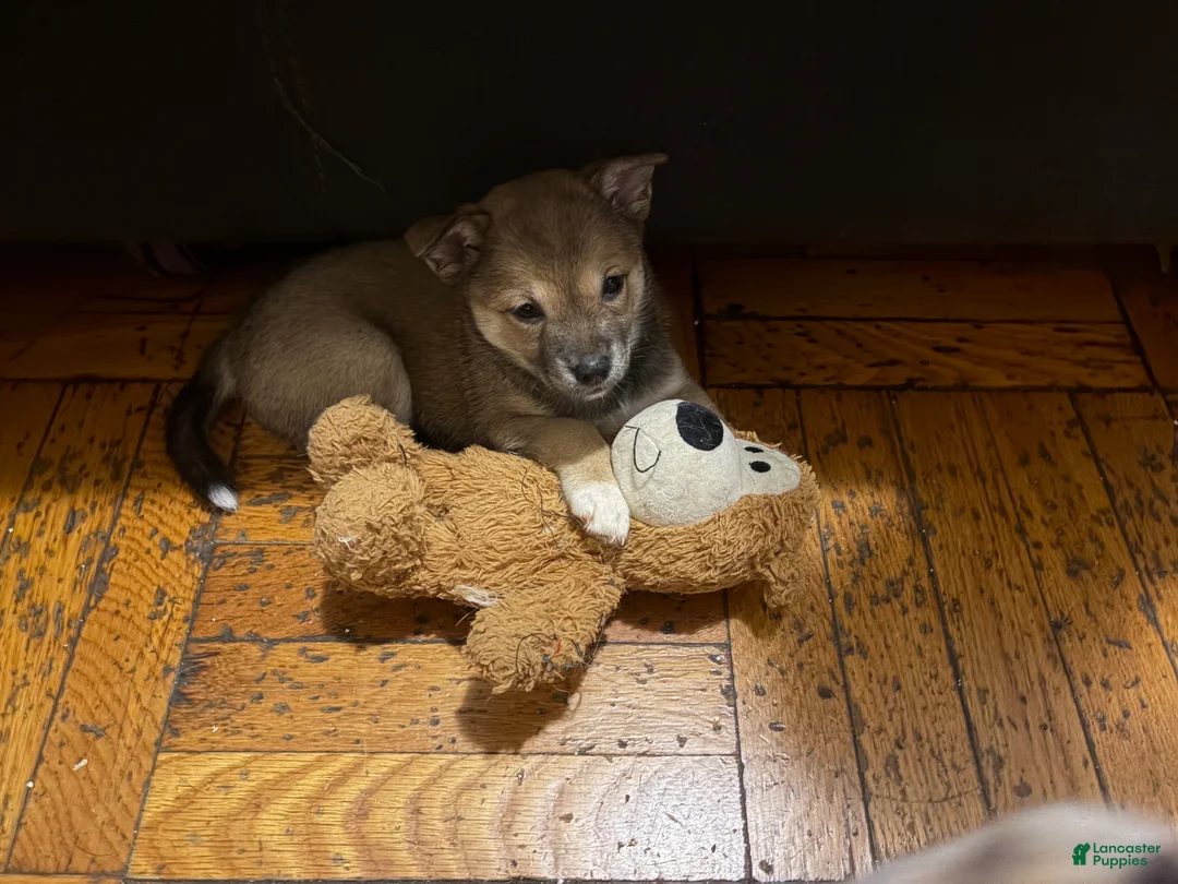 Mixed Breed dogs for sale: Princess - Ad 3