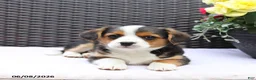 Mixed Breed dogs for sale: Cooper - Ad 3