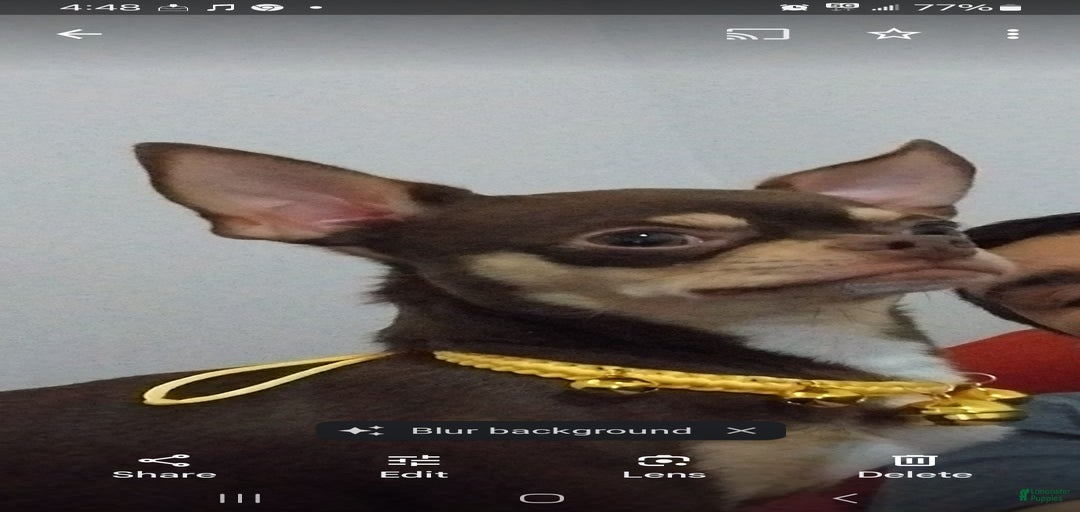 Gallery Image {{count}}