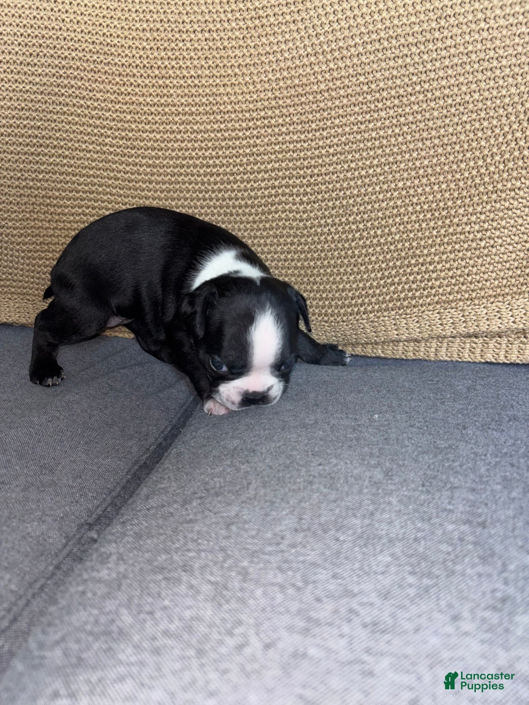 Frenchton dogs for sale: Cruella - Ad 4