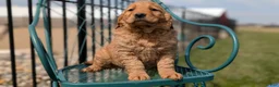 Golden Retriever dogs for sale: Dahlia  - Ad 6