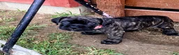 Cane Corso dogs for sale: Cane Corso 6 - Ad 5