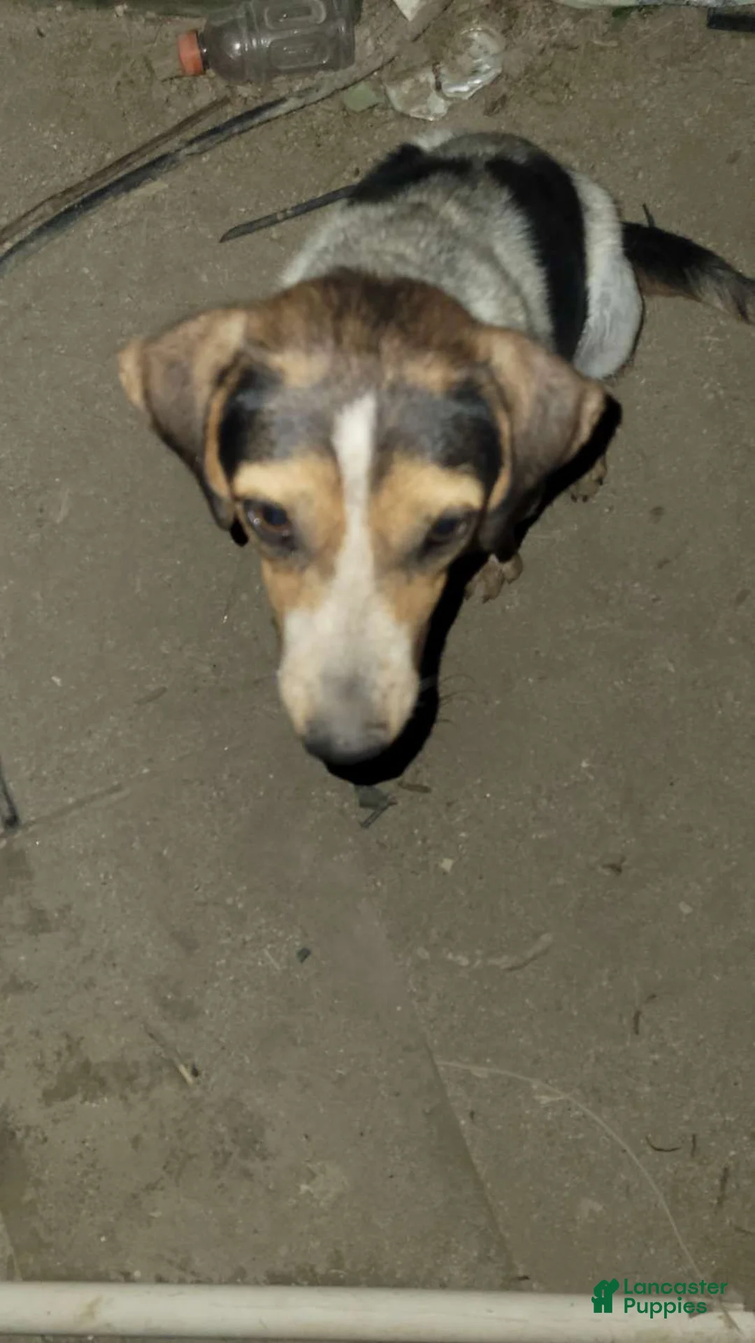 Mixed Breed dogs for sale: Mixed Breed 7 - Ad 5