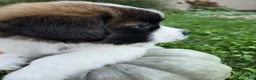 Saint Bernard dogs for sale: Journey - Ad 4